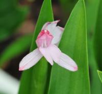 Attractive pale pink orchid like flowers